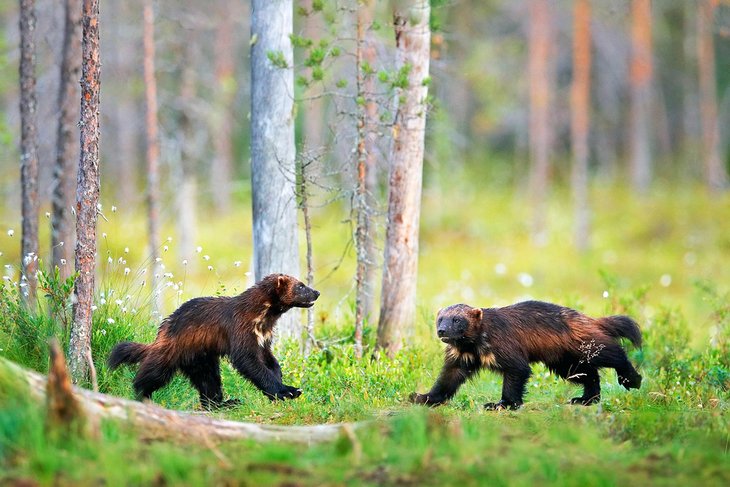 The Taiga Forest